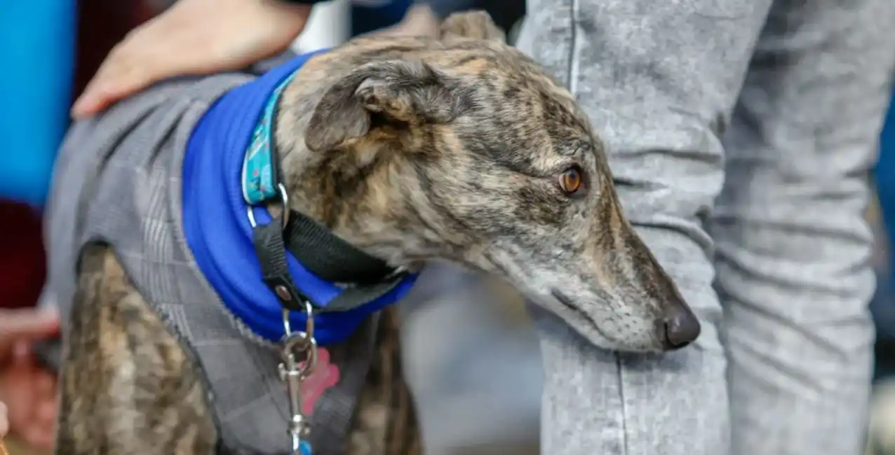 Confirman el primer contagio viruela del mono de un hombre a su perro