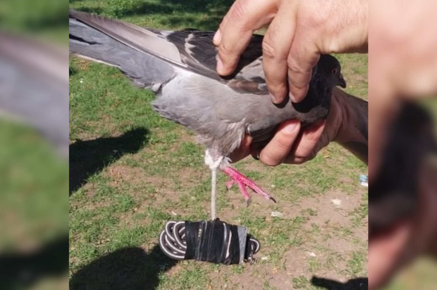 La paloma cayó agotada por el gran peso que cargaba