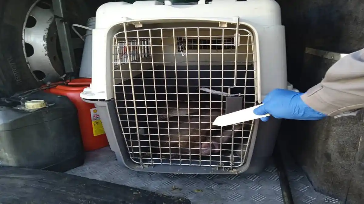 ¡QUÉ DOLOR! Muere perro asfixiado en la maleta de un autobús: están detenidos su dueña y el chófer