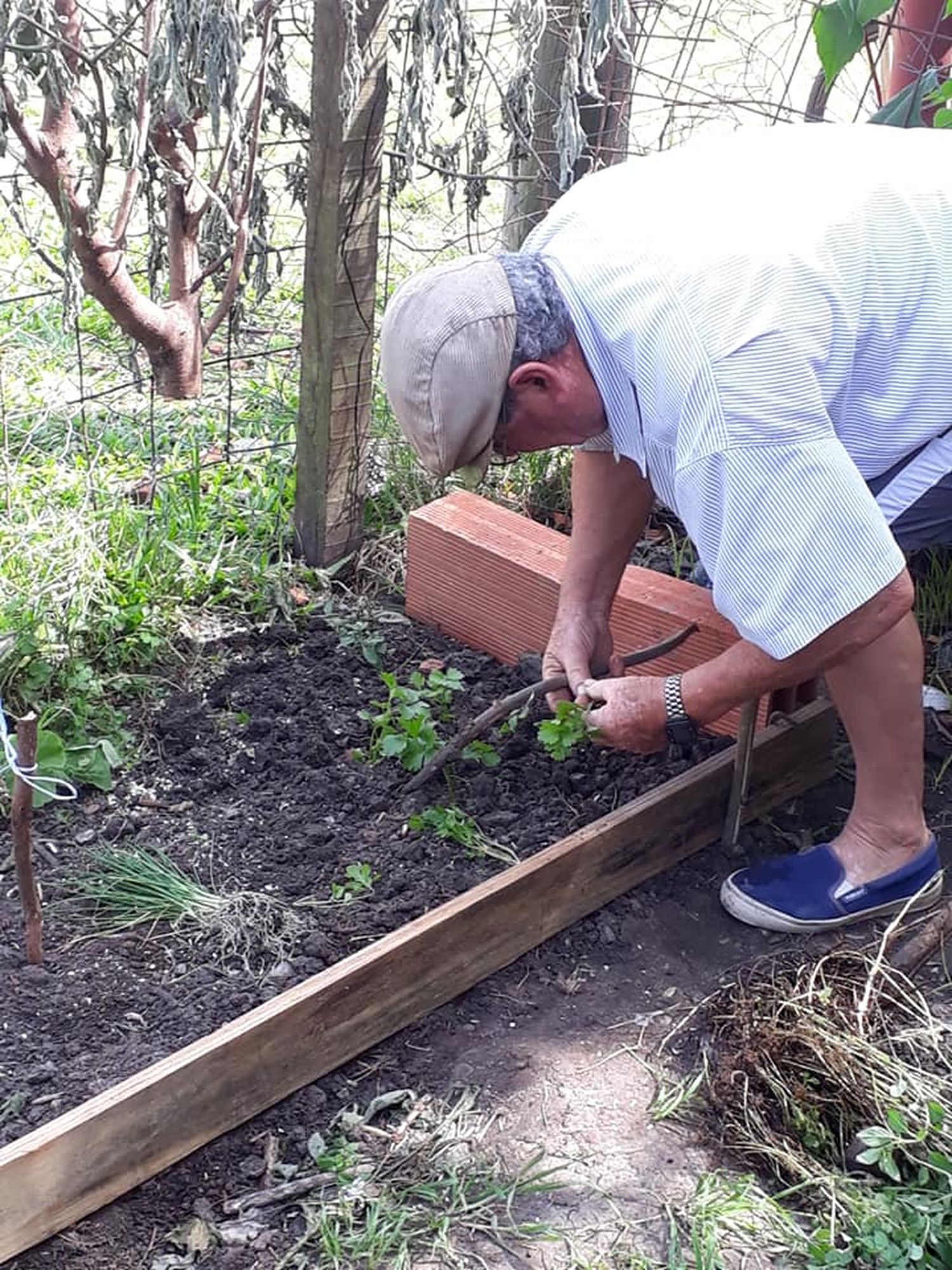 Incentivan la producción de huertas con entregas gratuitas de semillas