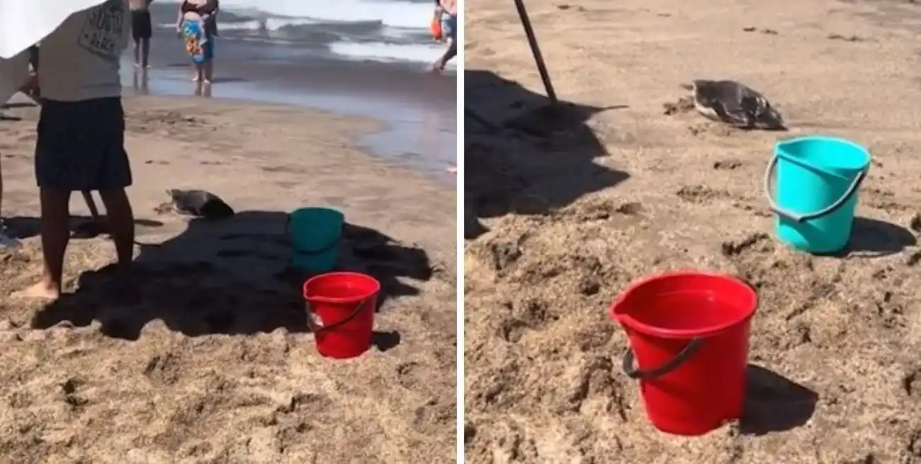 La presencia de un pingüino en la playa de Mar del Plata generó una reacción inesperada.