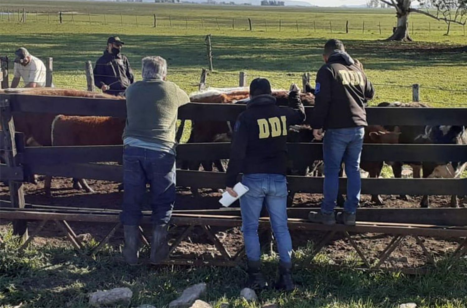Incautaron 860 cabezas de ganado valuadas en $18 millones