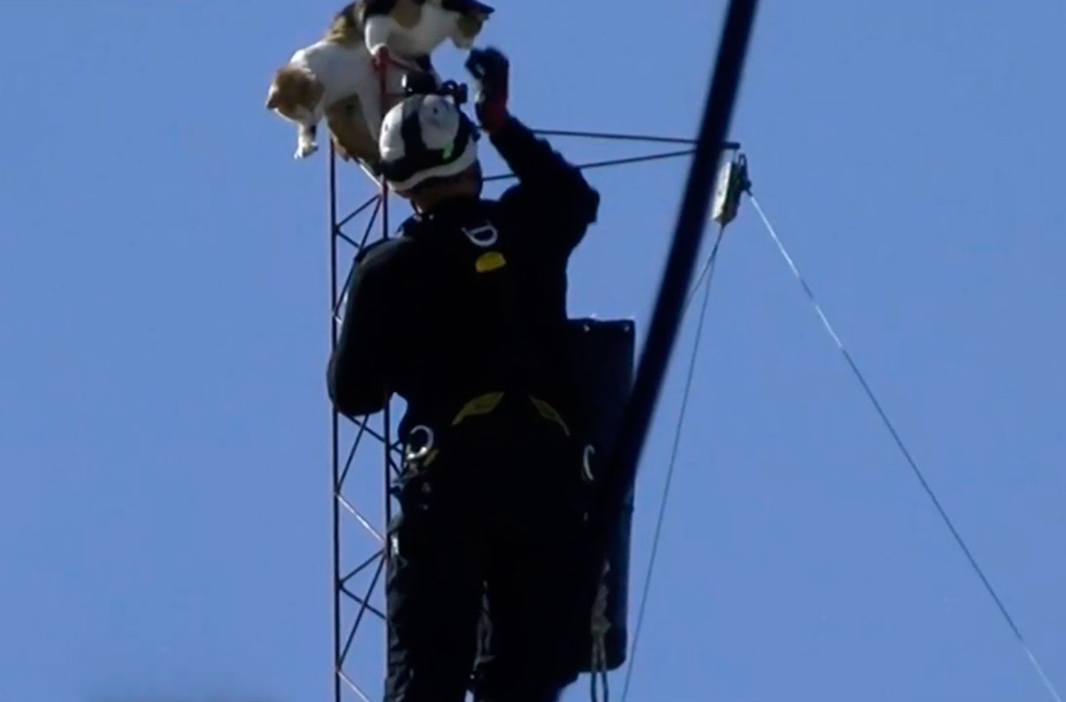 Inquietante rescate de un bombero a dos gatos atrapados en una antena