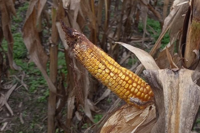 Lote maíz tardío (de segunda); con importante impacto por Spiroplasma kunkelii, en el centro oeste del departamento Las Colonias.