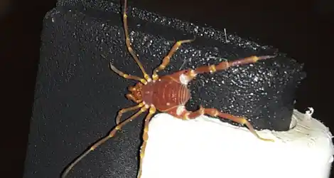Apareció este bichito en el Fonavi II y Bromatología informó que no es peligroso