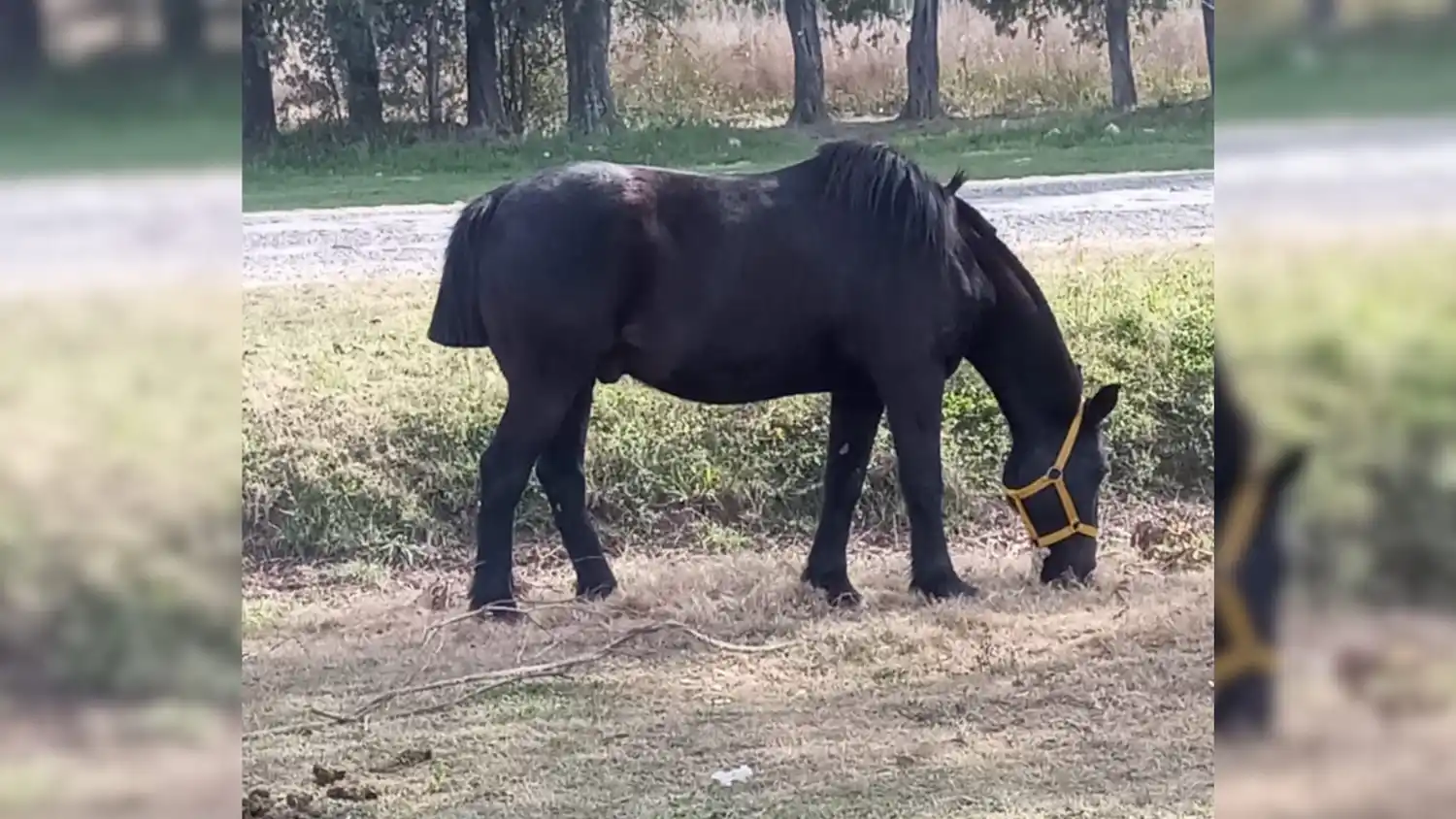 Apareció un caballo en Villa Jardín