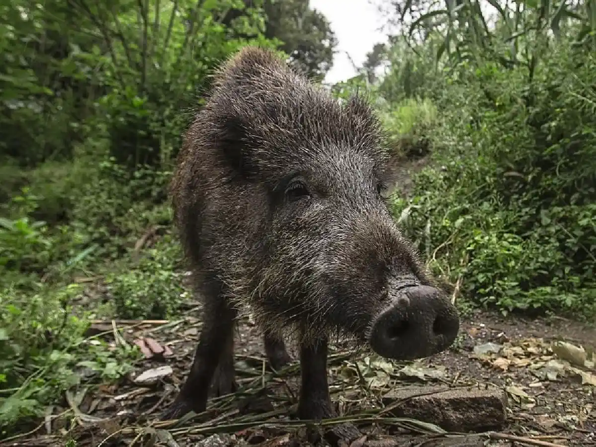 En Córdoba hay sobrepoblación de jabalíes y la controlarían llevándolos “a las góndolas”