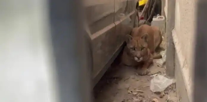 En Necochea, una mujer fue al garaje de su casa y encontró “un lindo gatito”: había un puma