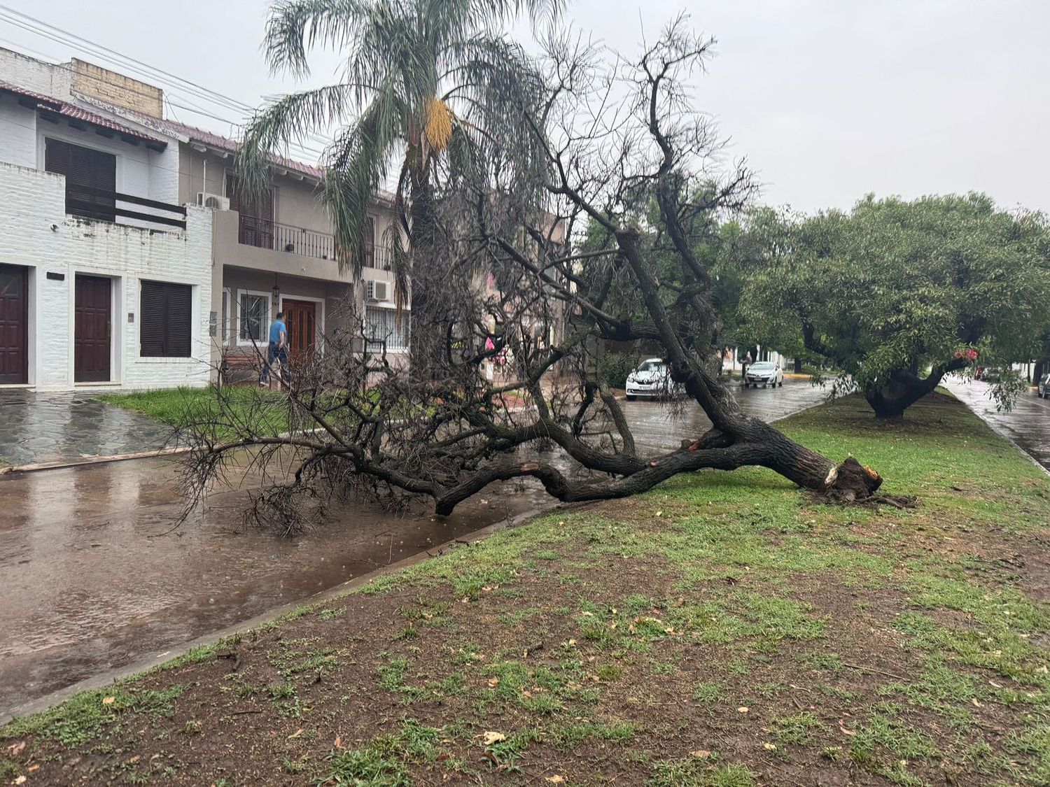 Por la tormenta, un árbol caído obstruye el tránsito en Sarmiento al 300
