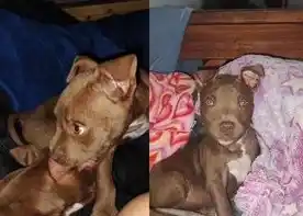 Sol busca a su mascota