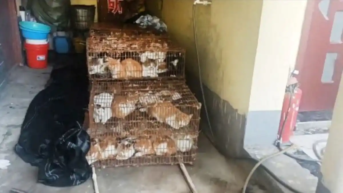 LA POLICÍA TUVO QUE ACTUAR: En China rescatan a 150 gatos que eran para CONSUMO HUMANO