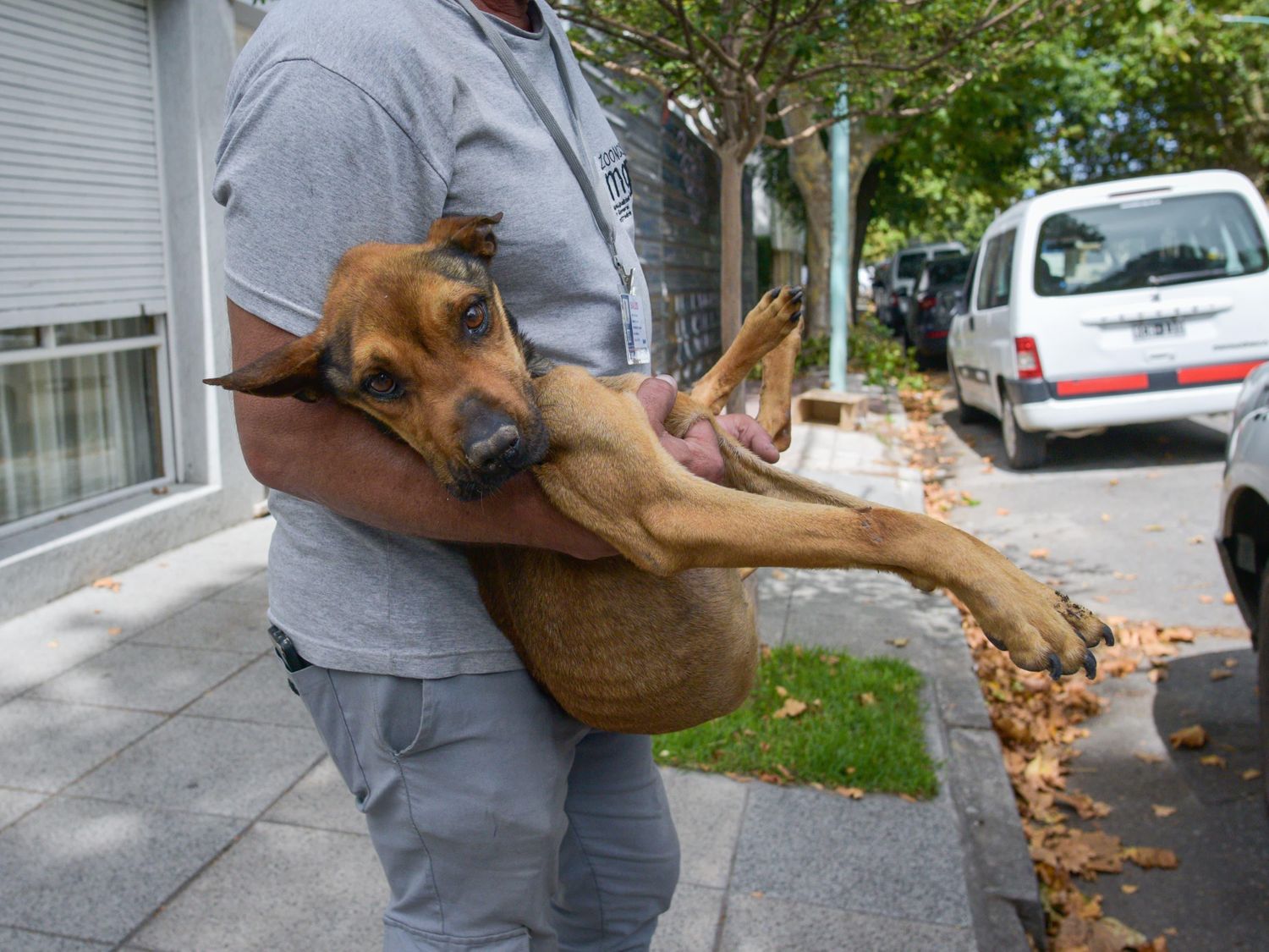 Rescataron a una nueva perra que era maltratada en La Perla