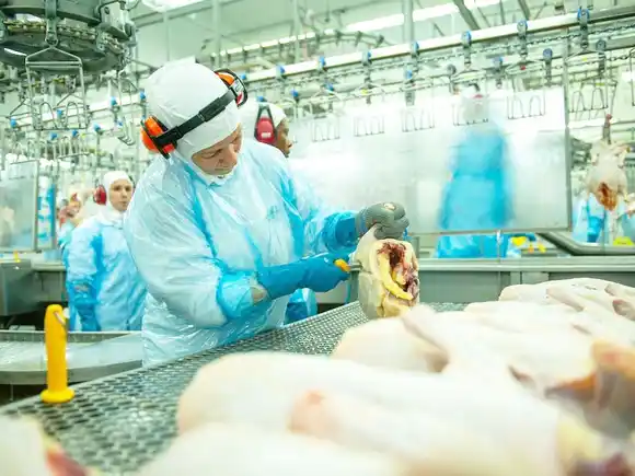 La Argentina volvió a ser libre de influenza aviar y retomó sus exportaciones