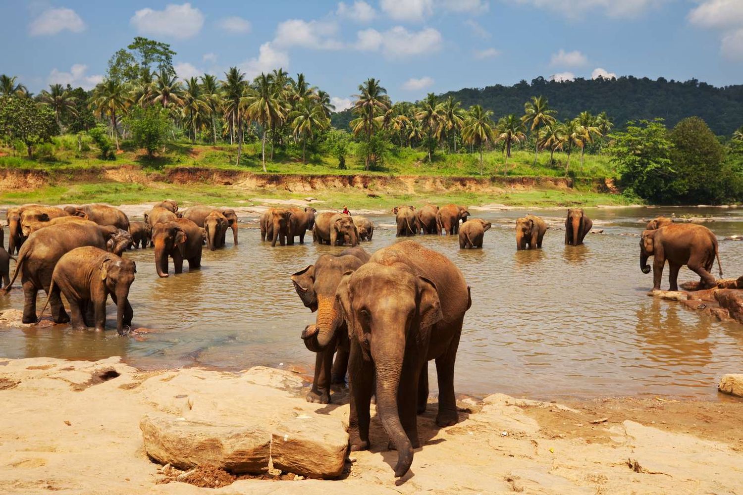 En Sri Lanka prohibieron montar elefantes luego de beber alcohol