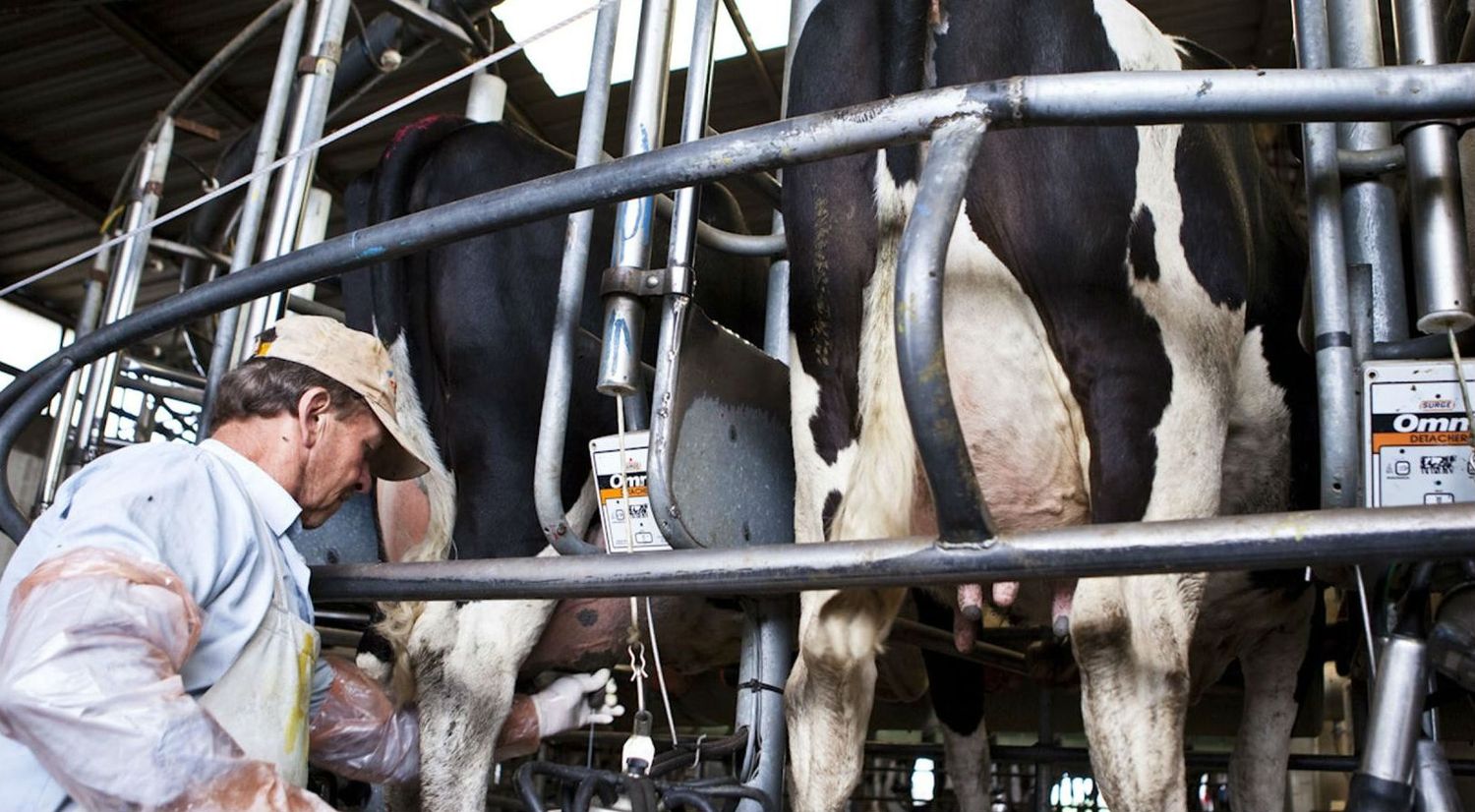 Alegre presentó proyecto para fortalecer el sector lechero