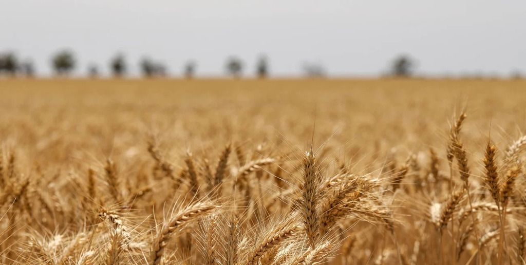 El complejo trigo alcanzó un volumen récord para un mes de diciembre