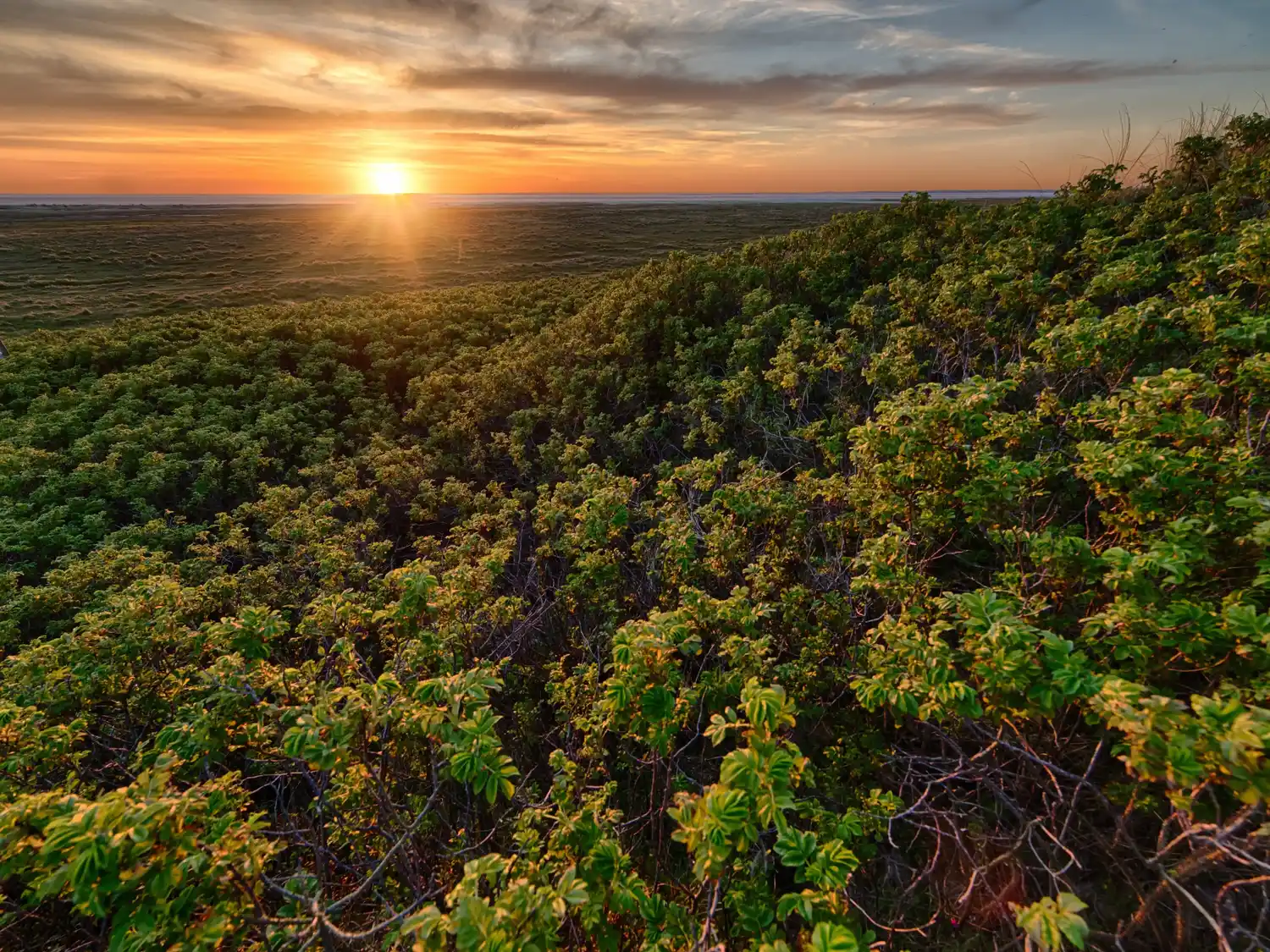 Cambio climático podría provocar la extinción de hasta el 16 % de las plantas del mundo