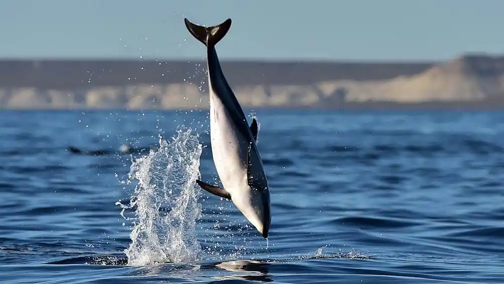 Los Delfines fueron la atracción en Puerto Madryn