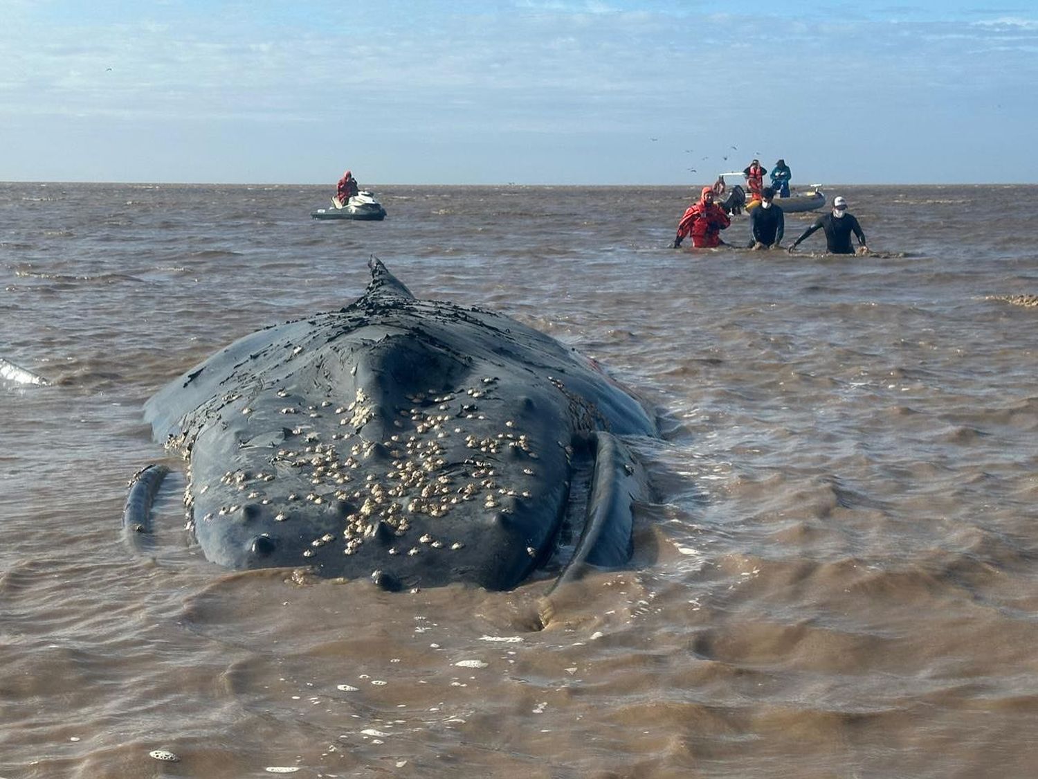 La ballena varada en Castelli sigue con vida y Mundo Marino dice sentir "tristeza e impotencia" por no poder rescatarla