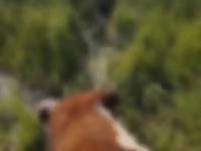 El animal que fue descartado en el tercer robo que sufrieron en los últimos 45 días.