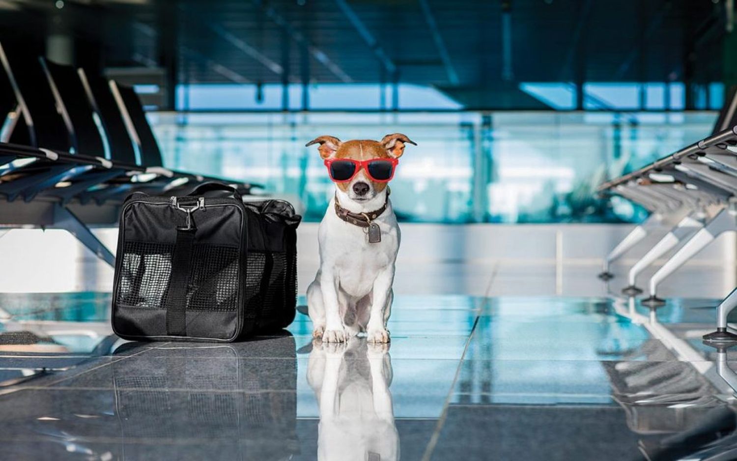 Consejos para volar con tu perro en vacaciones de invierno