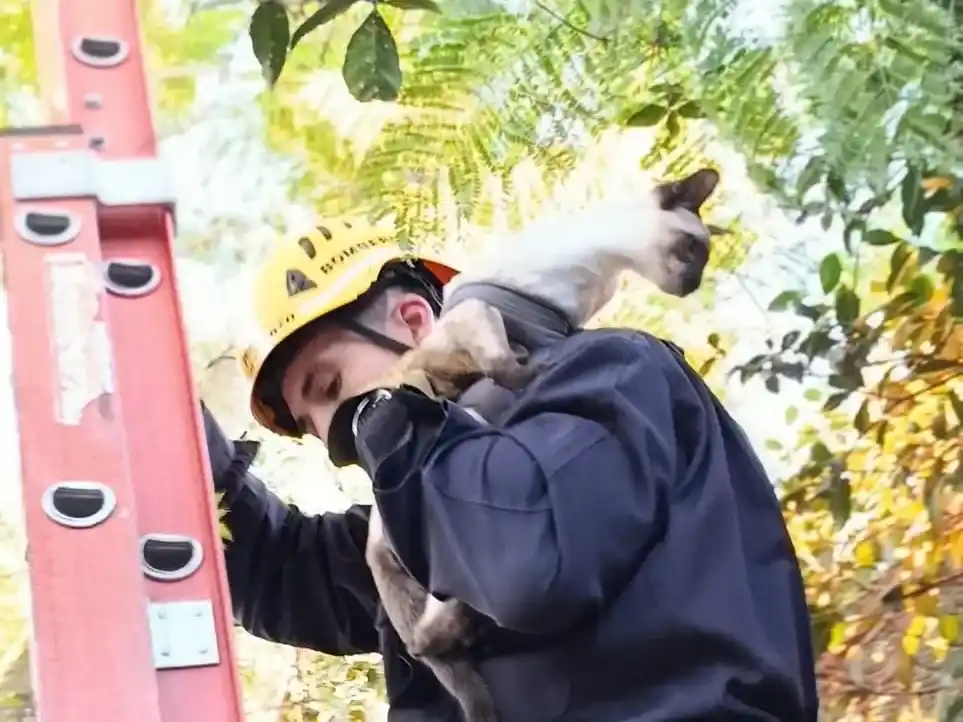 rescate gato3