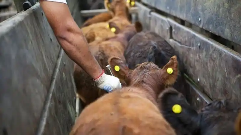 Defendiendo los sistemas de vacunación antiaftosa y trazabilidad actuales