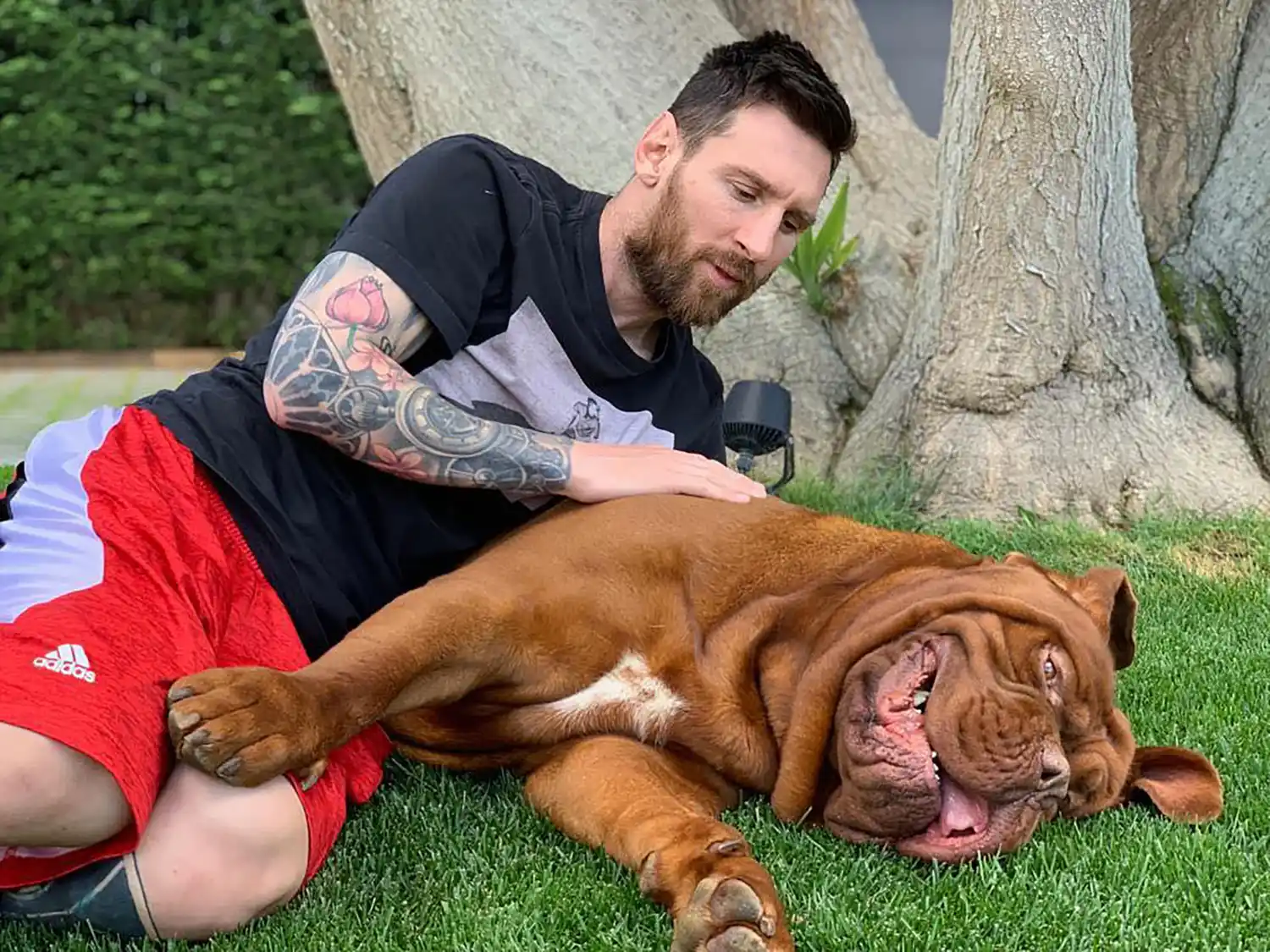 Este 4 de octubre es el Día Mundial de los Animales, cuya compañía es elegida por muchas personas como Lionel Messi