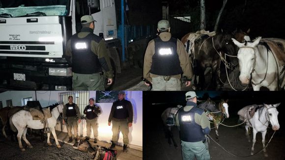 Gendarmería Nacional evitó el robo de herramientas de un camión y secuestró caballos abandonados