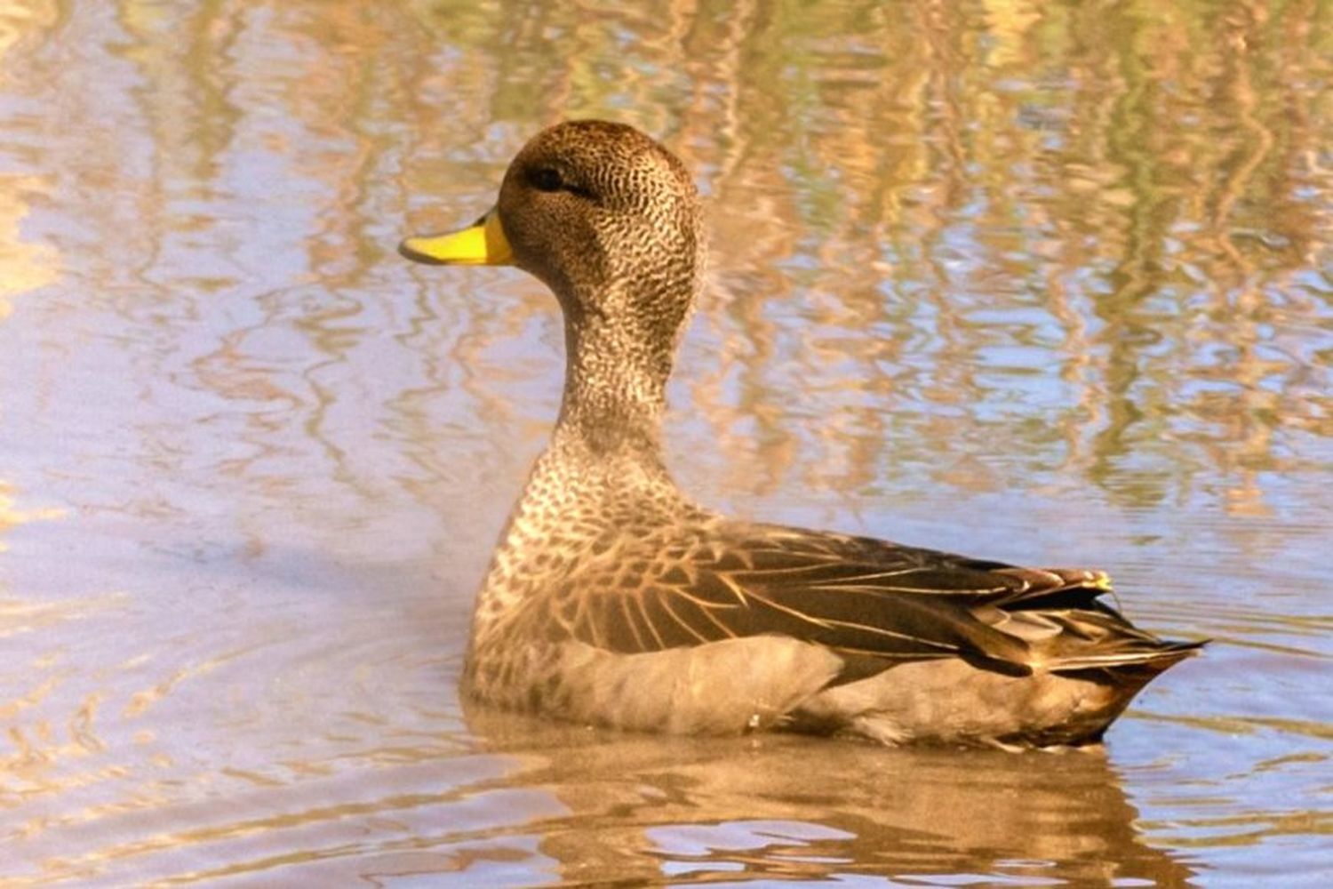 Juez prohibió la caza de animales autóctonos que había permitido el Gobierno de Entre Ríos