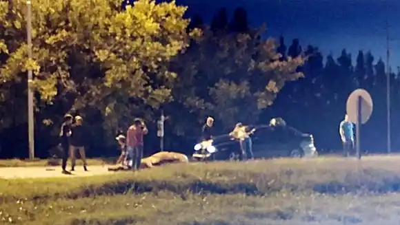 Se identificó a los propietarios de los caballos que causaron el choque fatal en la Ruta 6