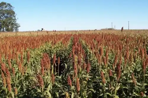 Ya alcanzó las 185 mil hectáreas la superficie sembrada de sorgo en provincia