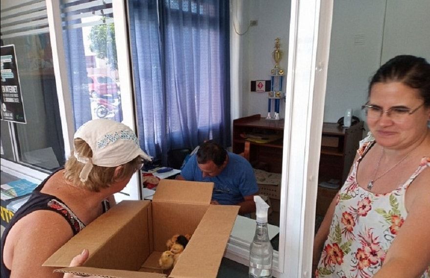 Entrega de pollitos BB a familias beneficiarias del programa ProHuerta