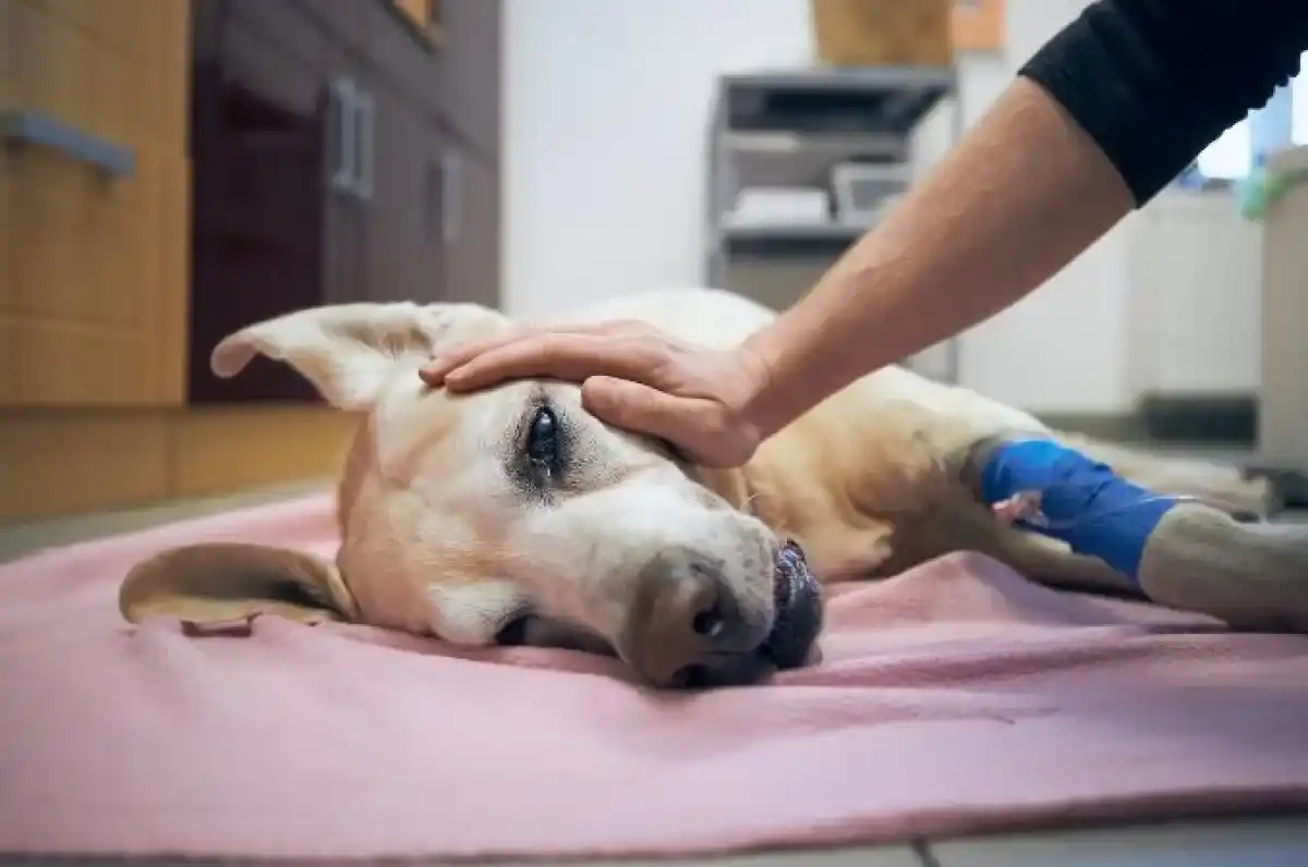 Italia implementa una licencia laboral para cuidar a mascotas enfermas.