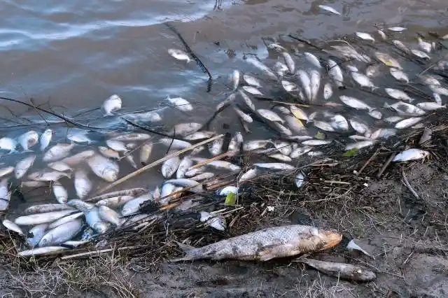 Gran mortandad de peces en el Río Gualeguay
