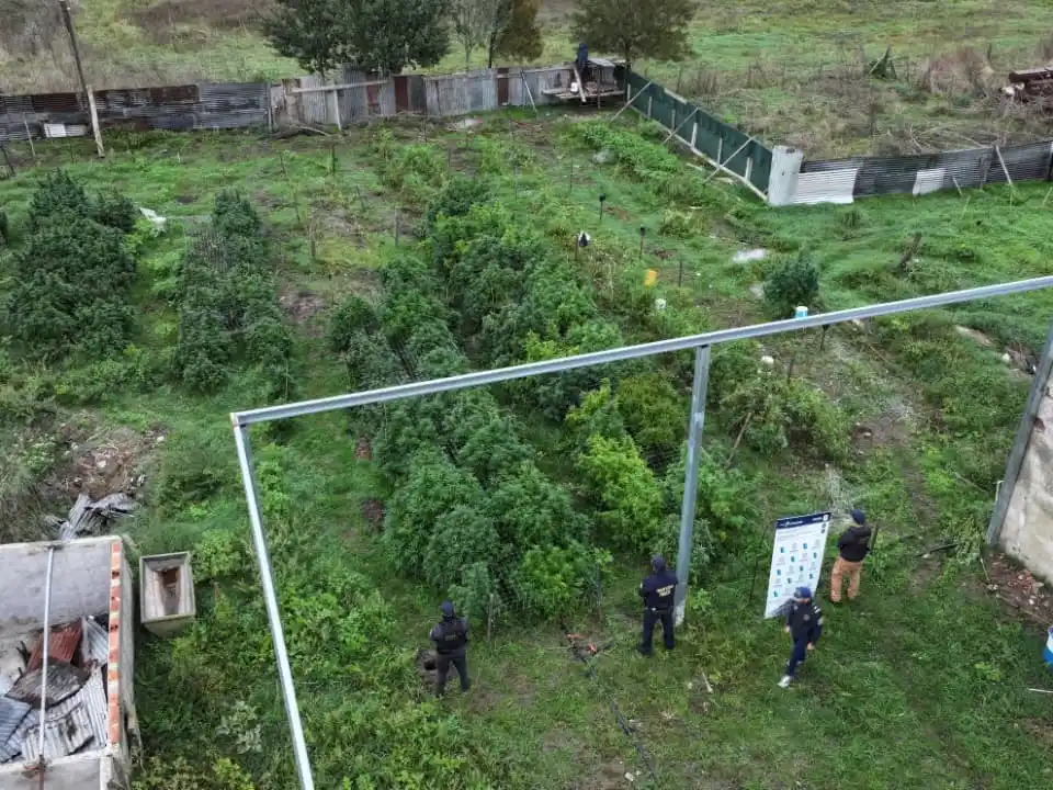 Desarticulan plantación de cannabis en El Casal y detienen a cuatro hombres