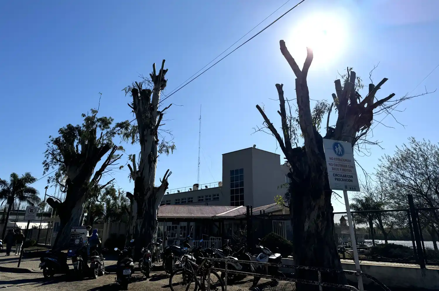 eucalipto mutilado náutico