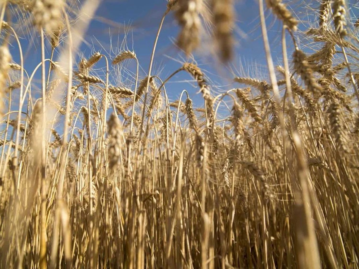 El Gobierno extendió la baja de retenciones para el trigo y cebada y dejó afuera a la soja