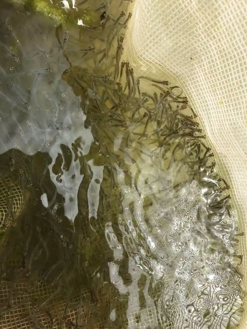 Segunda temporada de siembra de pejerrey en laguna La Salada de Monasterio