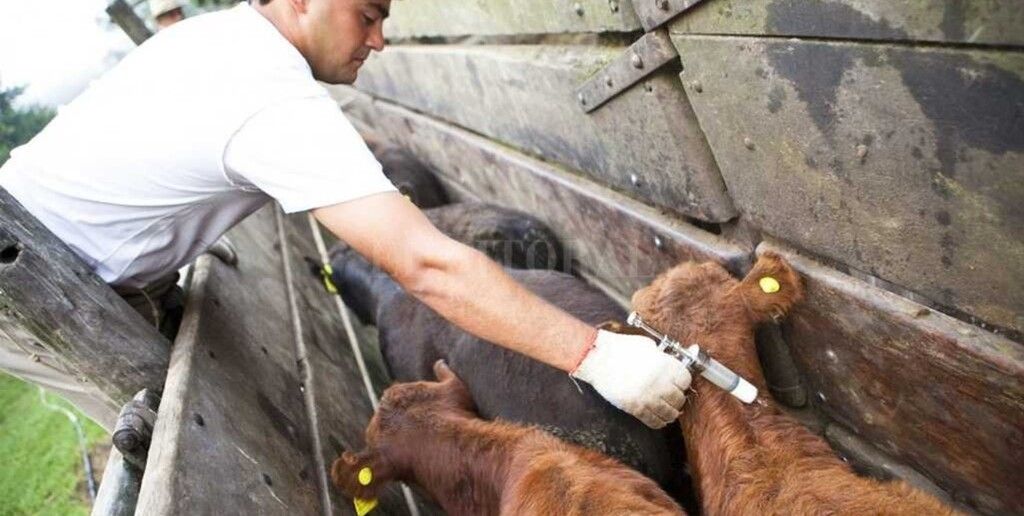 Se conoció el calendario de vacunación contra la fiebre aftosa