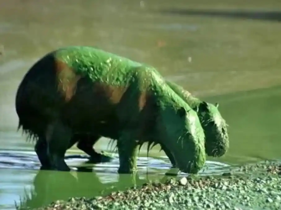Las cianobacterias provocan el color verde y contaminan el afluente.