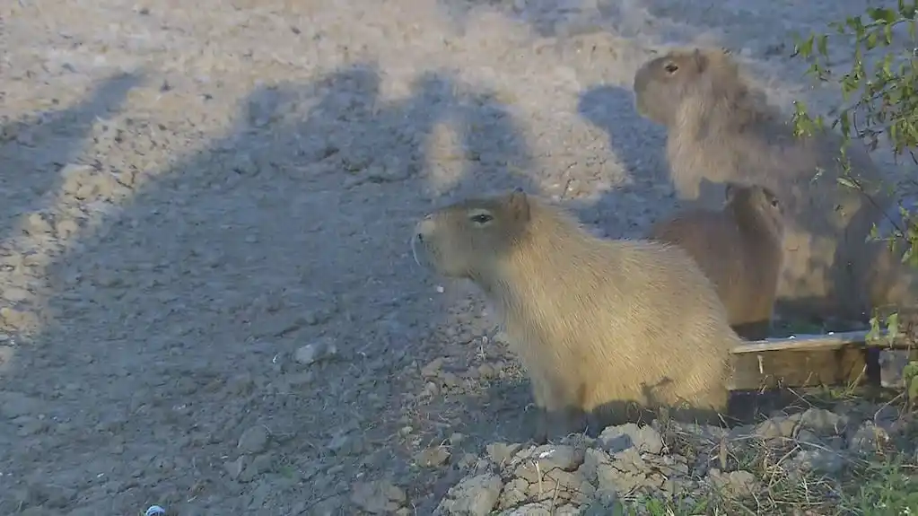 Polémica en Nordelta: denuncian un operativo policial para trasladar carpinchos pese a una cautelar judicial
