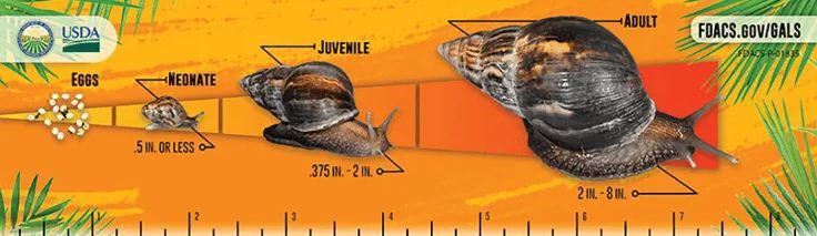 caracol - 3