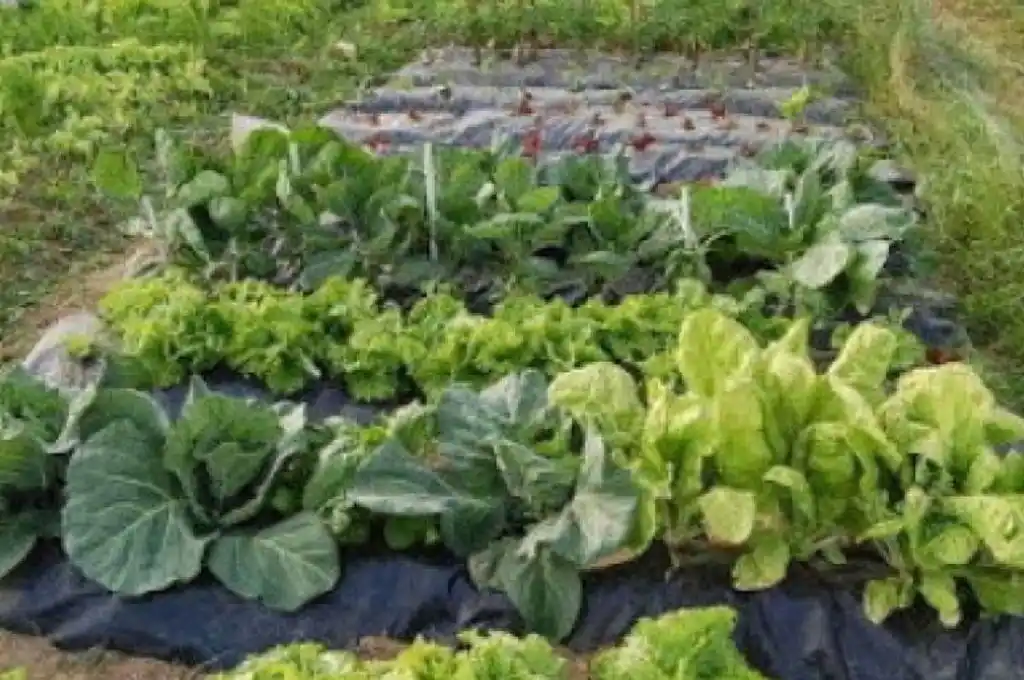 Entrega de kits de semillas del Programa Huerta Familiar Santafesina