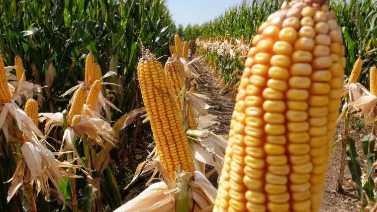 Maíz : se mantiene elevado el diferencial de precio entre tempranos y tardíos