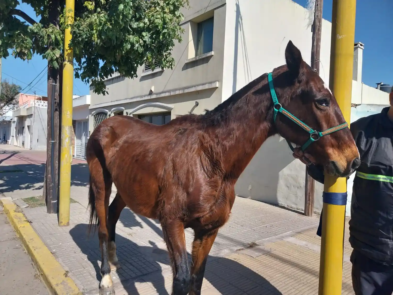 Recuperaron una yegua que había sido robada en la zona rural
