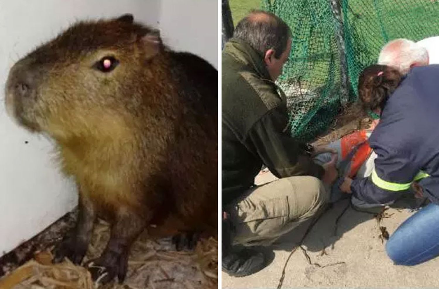 Rescataron y liberaron un ejemplar de carpincho