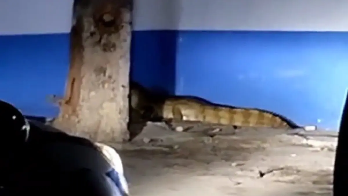 ¡SE VA EL CAIMÁN, SE VA EL CAIMÁN! Ubican tremendo reptil en las calles de Lechería