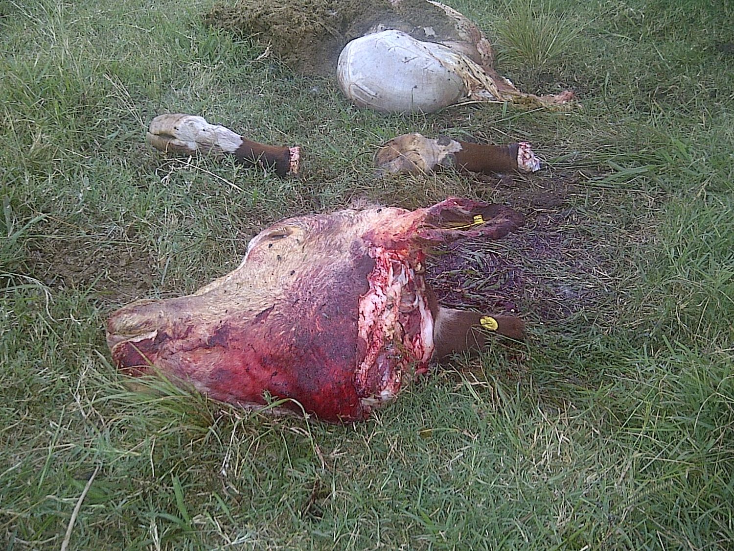 Los agarraron con 180 kilos de carne