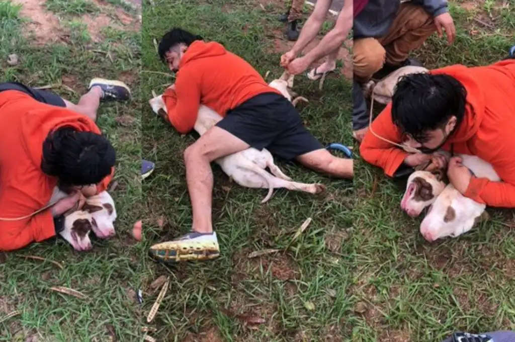Luchador controló a dos perros Pitbull